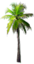 Coconut Palm